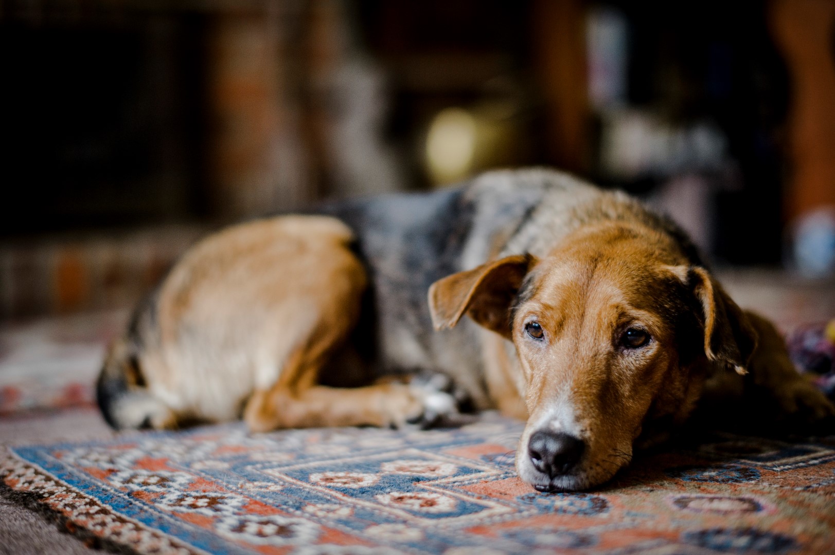 Dog depressed after loss of hot sale other dog